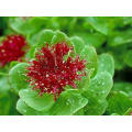 Extrait de Rhodiola Rosea 100% naturel